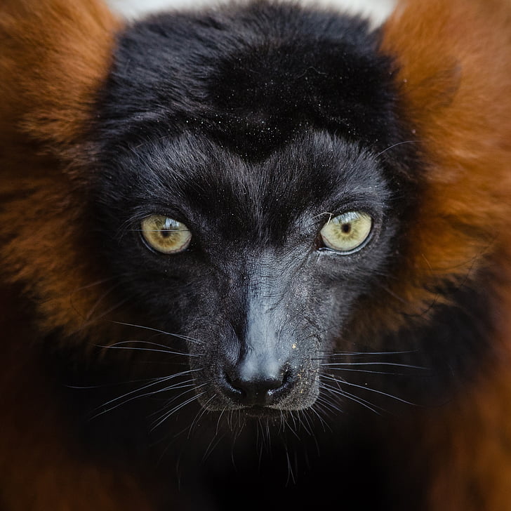 lemur, red, ruffed, portrait, head, fur, looking