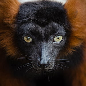 Lemur, röd, avblockerade, porträtt, huvud, päls, tittar just nu