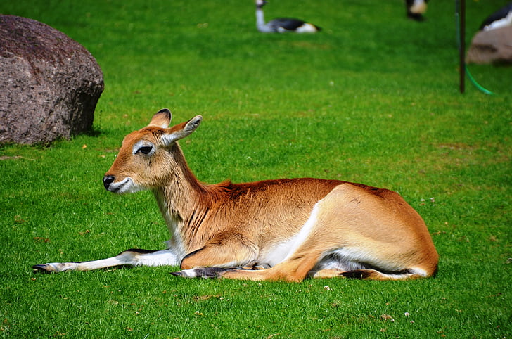 Antelope, Lychee moor antelope, Litschiewaterbok, Kobus leche, Afrikaanse antilopen, waterbok, Lychee