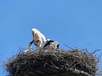 stork, nest, stork couple, bill, storchennest, rattle stork, bird