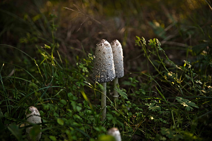 mushrooms, forest, autumn, fungus, nature, mushroom