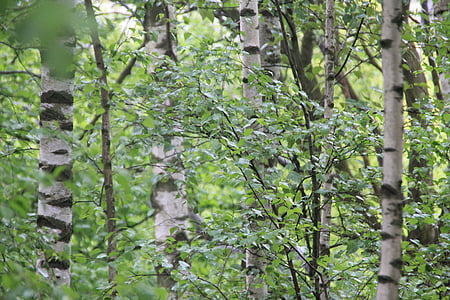 Birch, hutan, pohon, alam, hijau