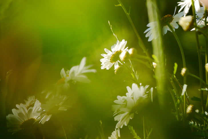 early summer, calyx, nature, daisies, white, grass, plant
