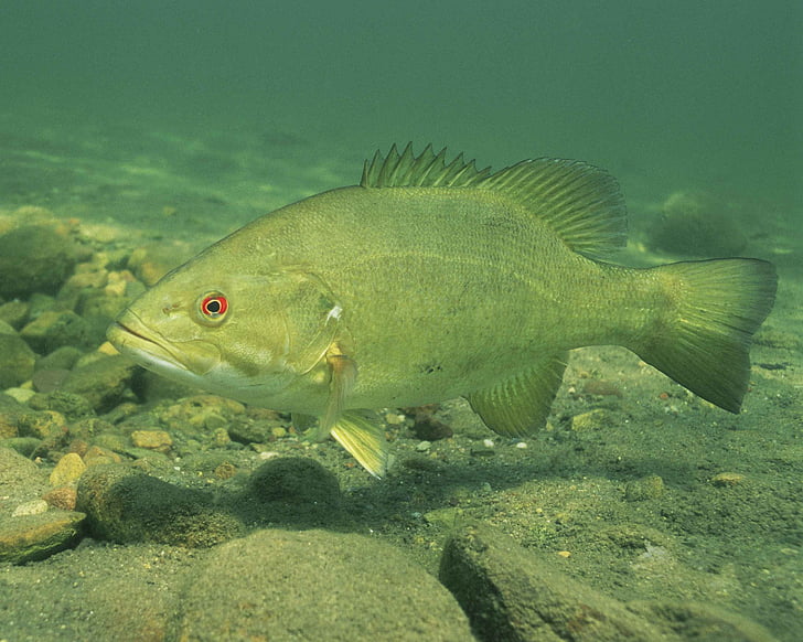 bass, smallmouth, fish, underwater, resolution, high, fishes