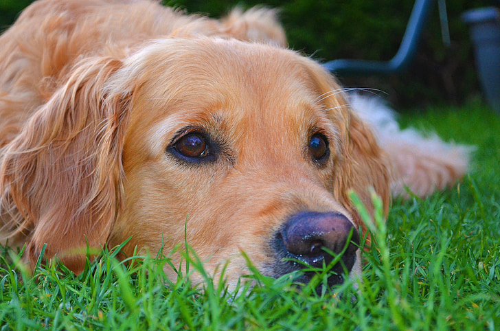golden retriever, dog, grass, hundeportrait, pet, animal portrait, relaxation