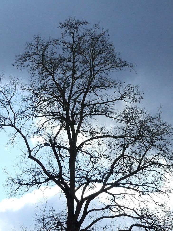 winterlicher strom, strom bez listov, atmosféra, oblaky, slnko