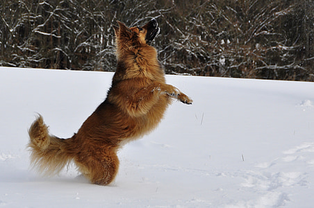 hund, spela, hoppa, vinter, snö, romp, kul