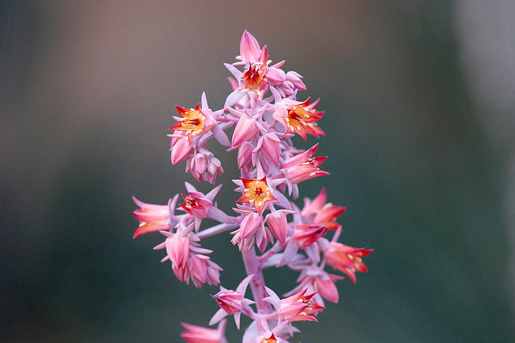Bloom, květ, Flora, květiny, Příroda