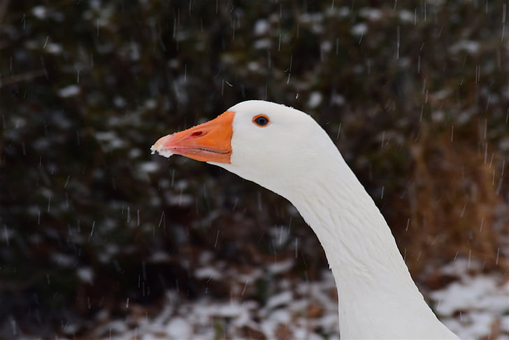 거 위, 눈, 겨울, 하얀, 동물, 닭, 국내