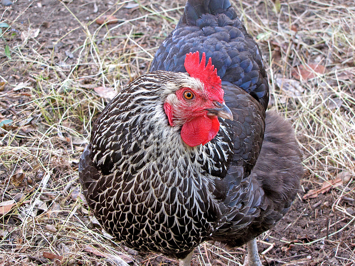 chicken, hen, poultry, nature, feather, organic, comb