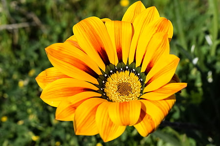 gazania, flower, colorful, nature, plant, floral, spring