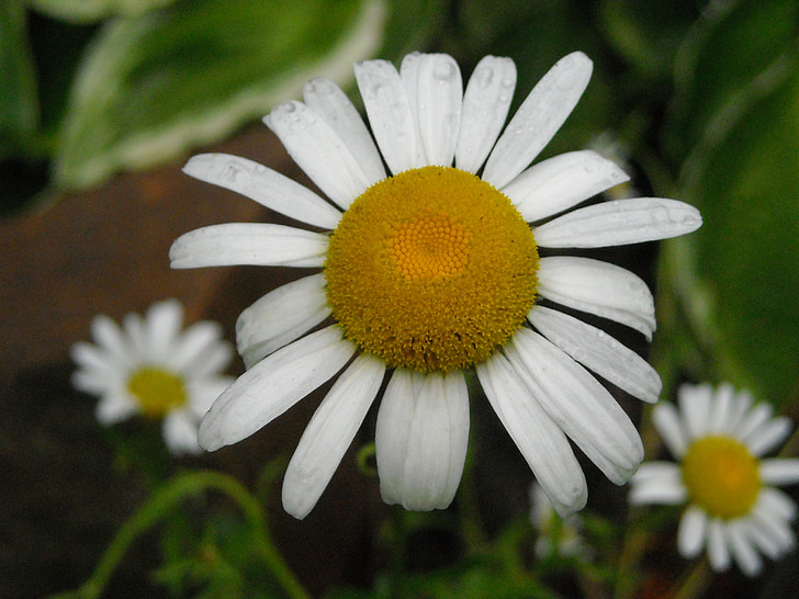 lill, Daisy, loodus, kevadel, valge, õie, taim