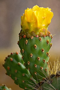 Jardin de kaktus, kaktus, Lanzarote, Hispaania, Aafrika vaatamisväärsused, Guatiza, lava