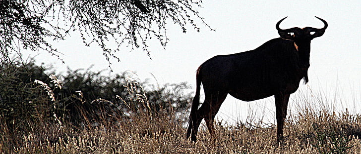GNU, Kalahari, Namibie, désert, désert du Kalahari, steppe