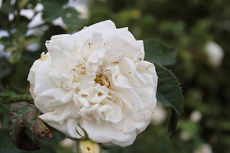 flor, levantou-se, Rosa branca, Primavera, natureza, jardim, macro