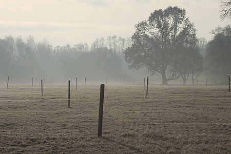 morgenstimmung, back light, meadow, fog, haze, dew, coupling