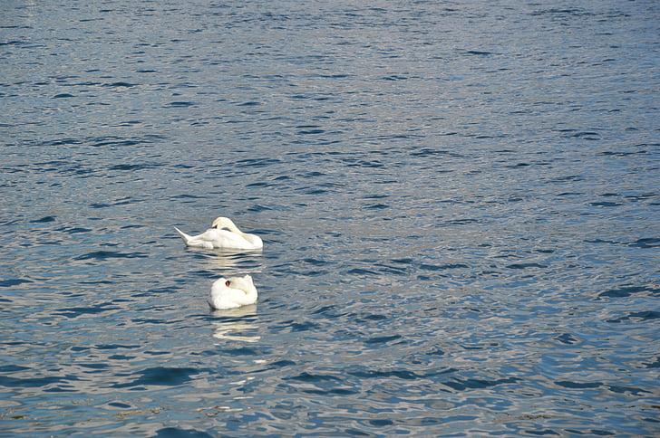 Swan, Lake, svømming