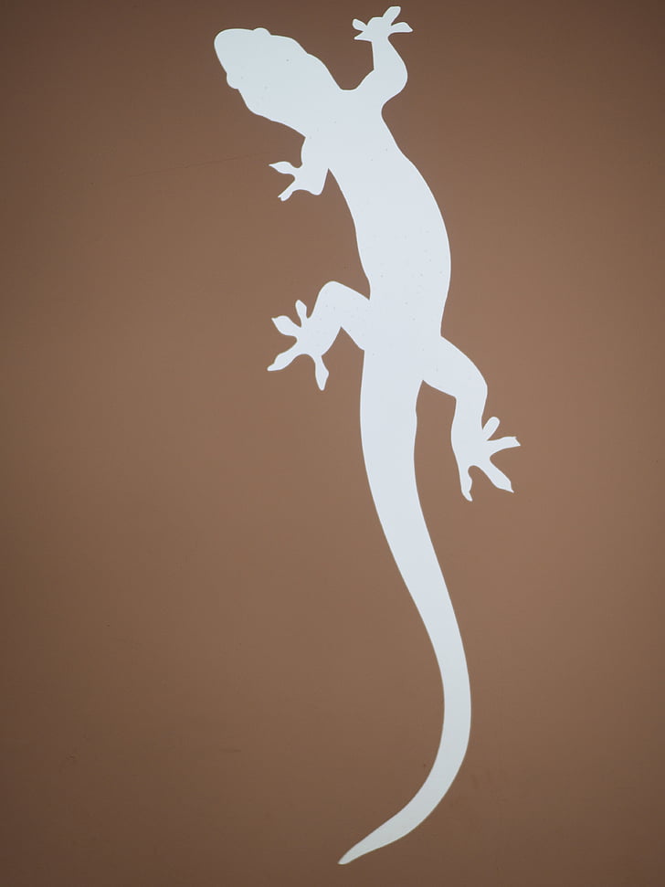salamander, amphibian, silhouette, lizard, crawl