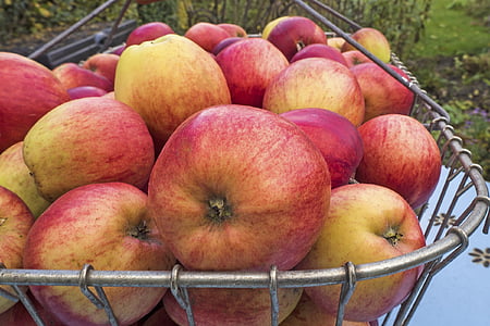 apple, boskoop, pome fruit, summer apple, fruit, healthy, ripe