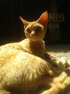 オレンジ色の猫, 猫, デヴォン ・ レックス, 大きな耳, 毛皮のような, かわいい, エイリアン