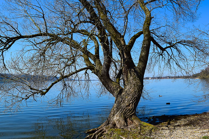 tree, lake, river landscape, recreation area