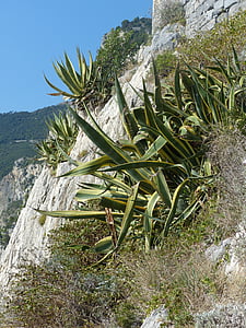 агаве, скалист бряг, Средиземно море
