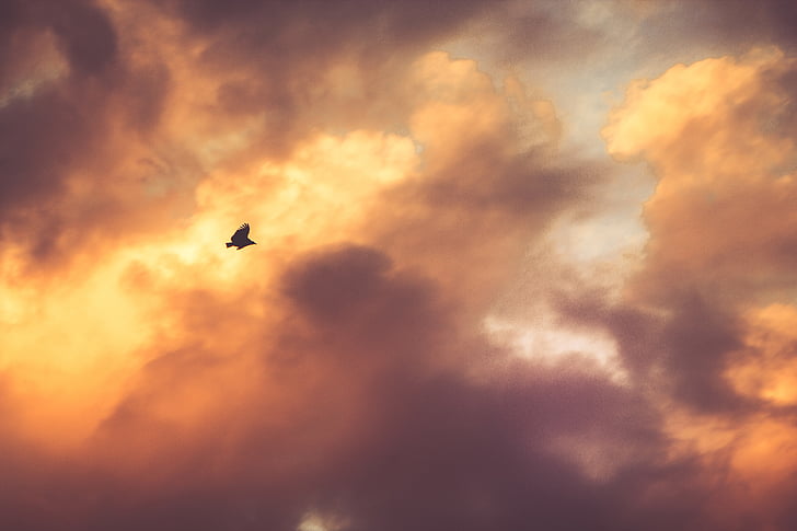 bird, soaring, cloudy, sky, daytime, sunset, dusk