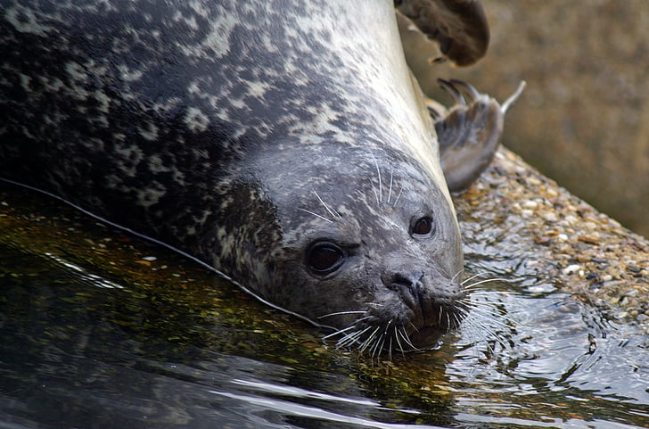 Seal, gennemsøgning, Nordsøen, Robbe, vand væsen