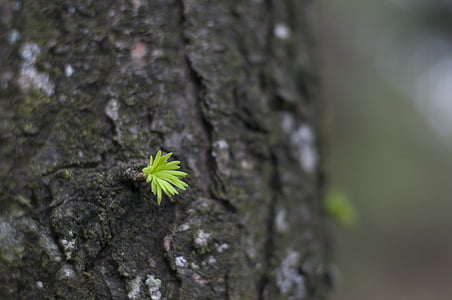 Cedar, chồi, thân cây