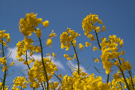 fleur de colza, les colzas, jaune, champ de colza, paysage, domaine, huile de colza