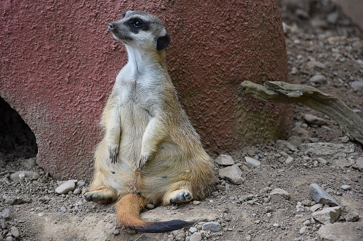 meerkat, 동물, 동물원, 자연