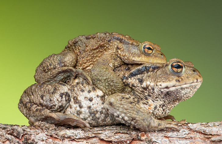 meeliften, Toad, kikker, (Bufonidae), Bufo amplexus, koppeling, paar