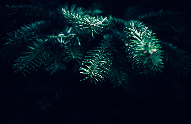 zelena, koji se tiče prsta, biljka, tamno, Božić, drvo, zamagliti
