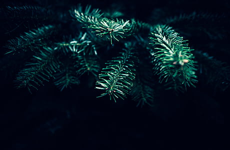 grøn, Digital, plante, mørk, jul, træ, Blur
