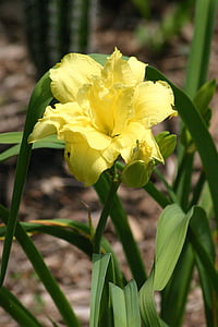 blomma, Lily, citron, Dubbelrum, gul, anther, kronblad