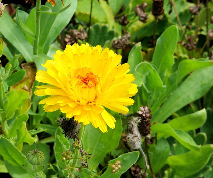calendula, flower, yellow, nature, plant, insect, summer
