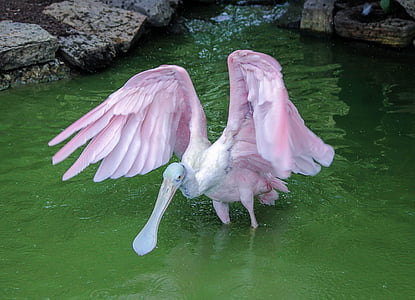 spatule blanche, Crane, Spatule rosée, oiseau, oiseaux d’eau, de baignade, salle de bain