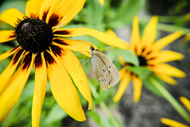 vlinder, natuur, insect, macro, bloem, zomer, vlinder - insecten