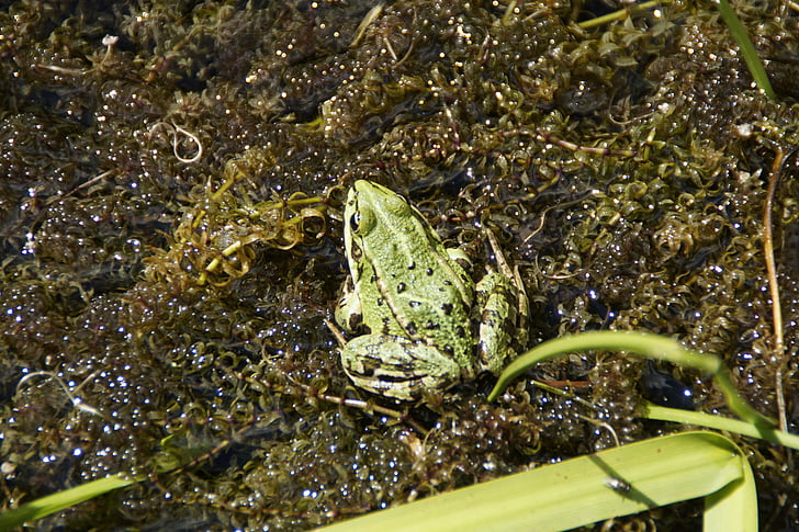Frog pond, groda, amfibie, sommar, fauna, dammen, sjön