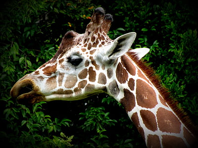 giraffe, head, animal, ears, pattern, africa, nature