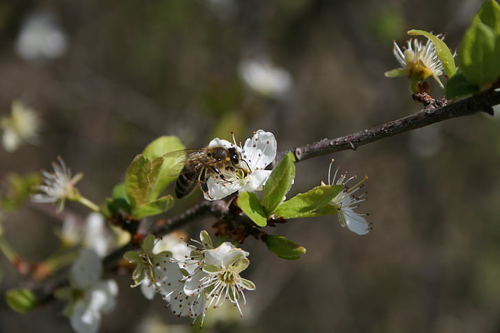 Весна, Пчела, насекомое, цветок, Природа, Сад, Мёд