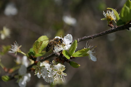 tavaszi, méh, rovar, virág, természet, kert, méz