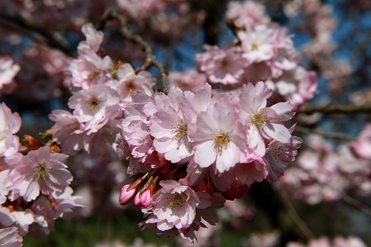 cseresznye, Blossom, Bloom, makró, cseresznyevirág