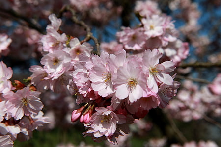 cerezo, flor, floración, macro, flor de cerezo