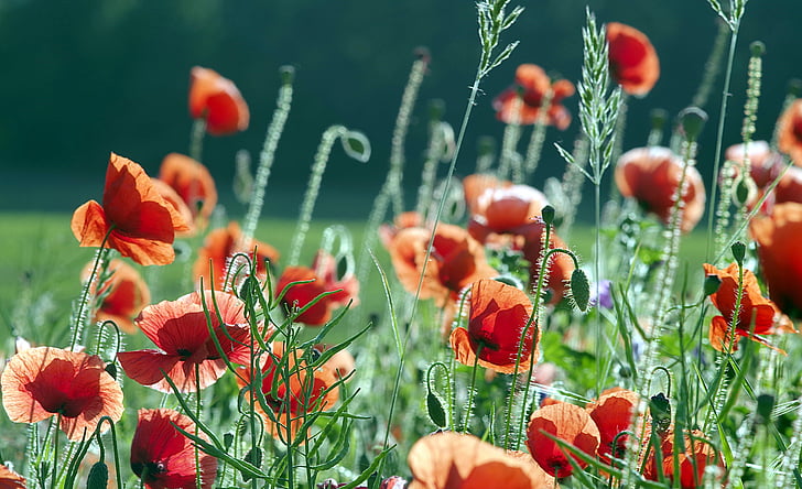 poppies, red, the beasts of the field, flowers, meadow, grass, green