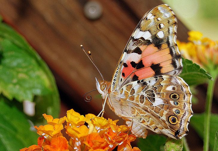 vanessa cardui, butterfly, insect, flower, colorful, close, color
