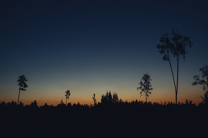 silueta, plantes, arbres, taronja, posta de sol, bellesa, ciutat