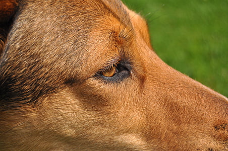 con chó, mắt, đóng, vật nuôi, một trong những động vật, vật nuôi, vật nuôi