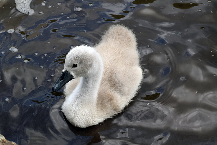 mute swan, mute swan signet, swan, signet, bird, lake, nature