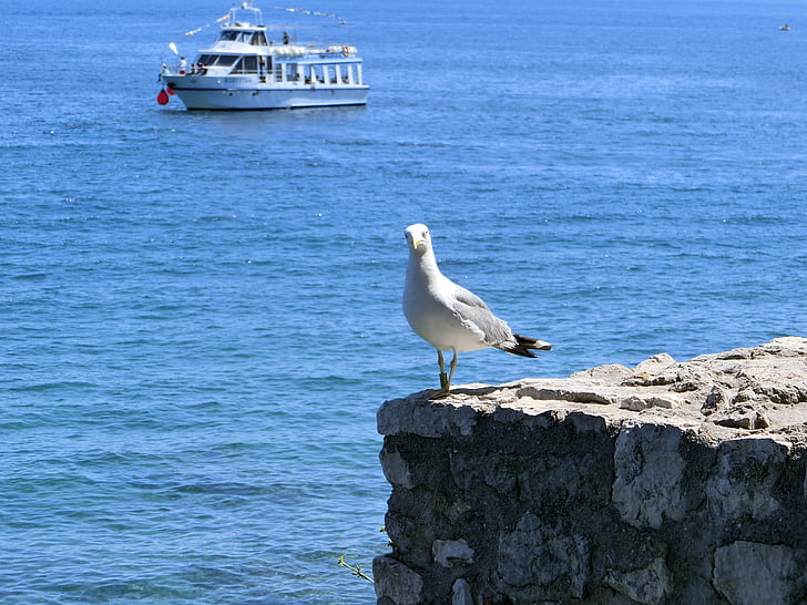 seagull, sea, water, bird, rock, blue, boot